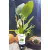 Dennerle Echinodorus Ozelot im Topf - Aquariumpflanze