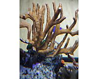 Korallen Ableger SPS und Scheibenanemonen Meerwasser